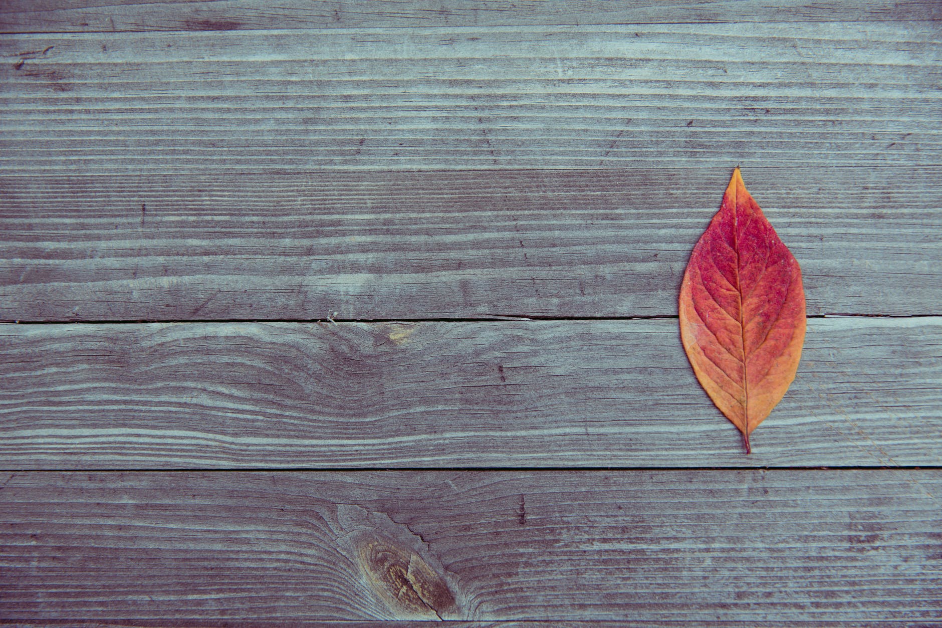 brown leaf on brown wooden surface