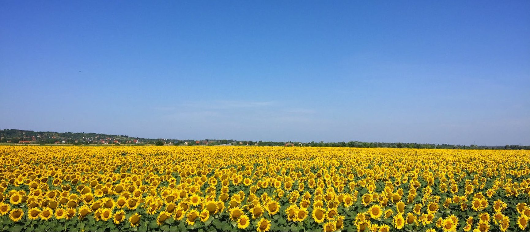 sunflower garden under blue sky